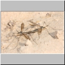 Tipula cf lateralis - Schnake 01a.jpg